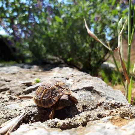 Apartman Dida Jakov Primošten Dış mekan fotoğraf